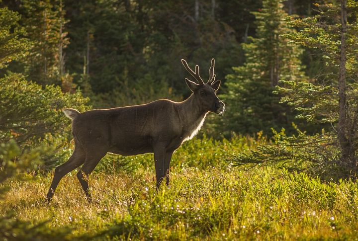 Woodland Caribou