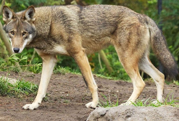 Red Wolf