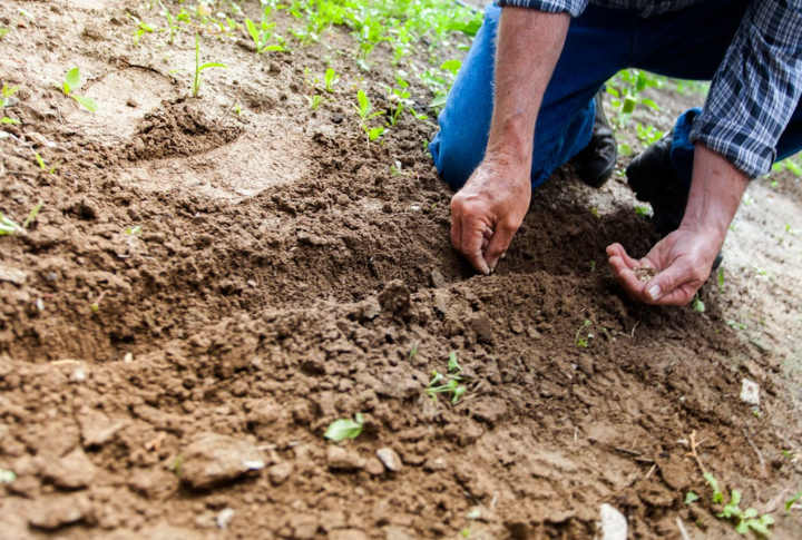Starting A Garden From Seed
