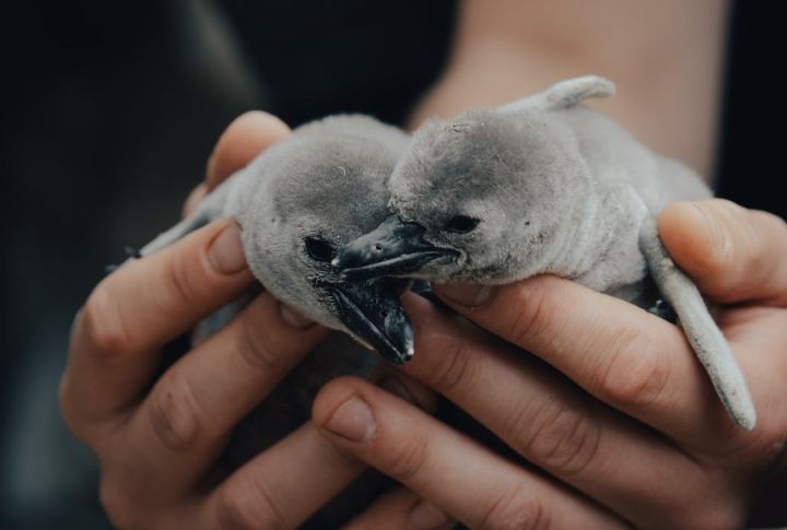 Touching Baby Birds Doesn't Make Their Mothers Reject Them