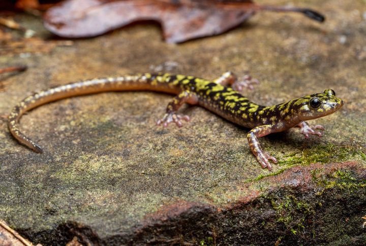 Green Salamander