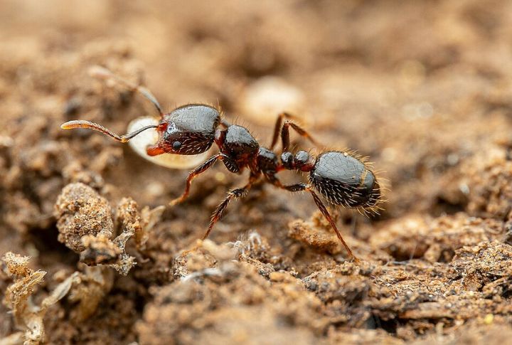 Missouri Confirms New Outbreak Zones