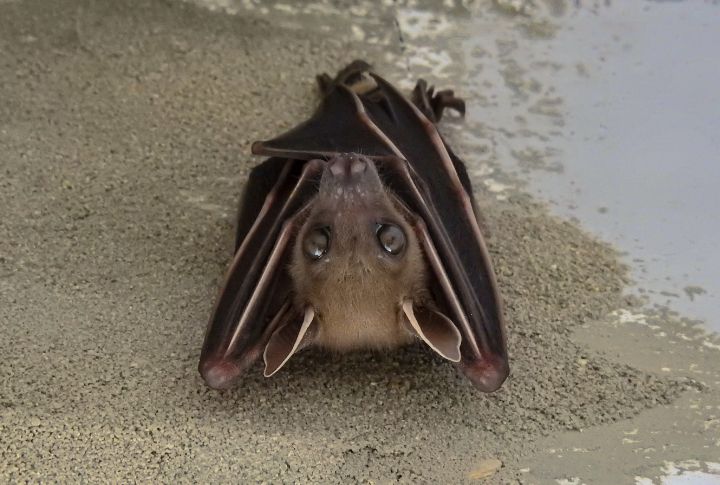 Bats Are Not Blind