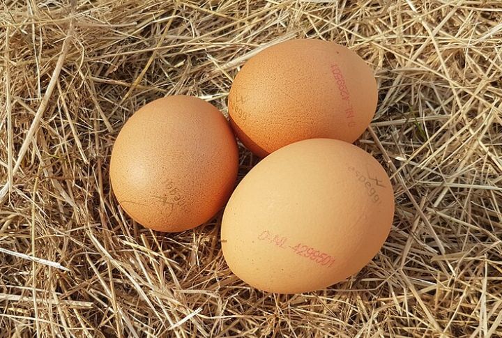 Why Organic Eggs Aren't Immune To Contamination