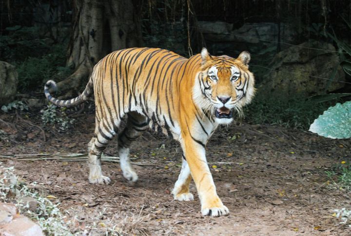 Tigers