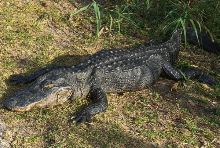 Alligators