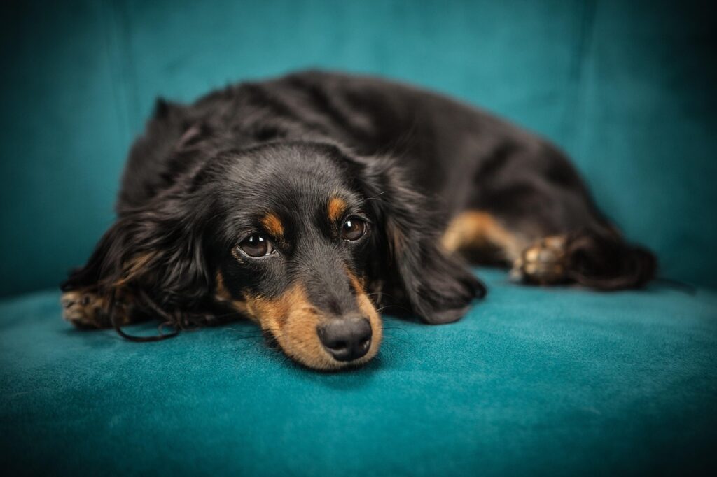dog, puppy, sofa, pet, nature, animal, lying down, canine, domestic, domestic dog, portrait, dog portrait, mammal, animal portrait