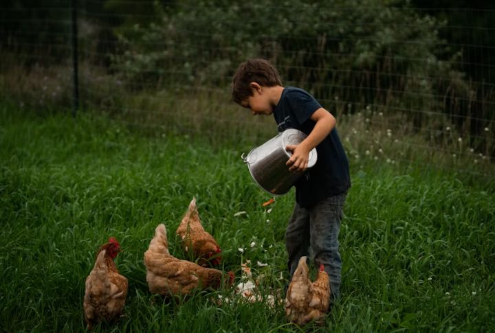Kids Had Their Part In Chores Before Sunrise