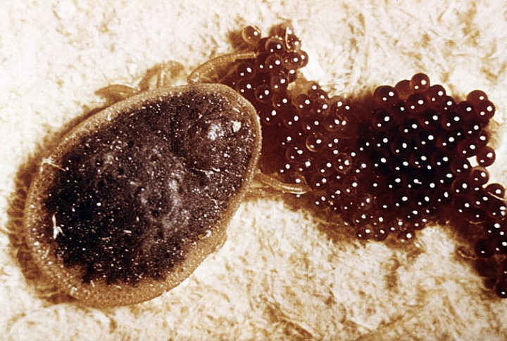 Reproduces Without Mating