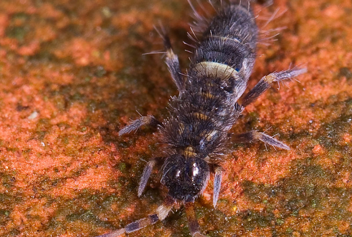 Pushing Out Native Ground-Dwelling Insects