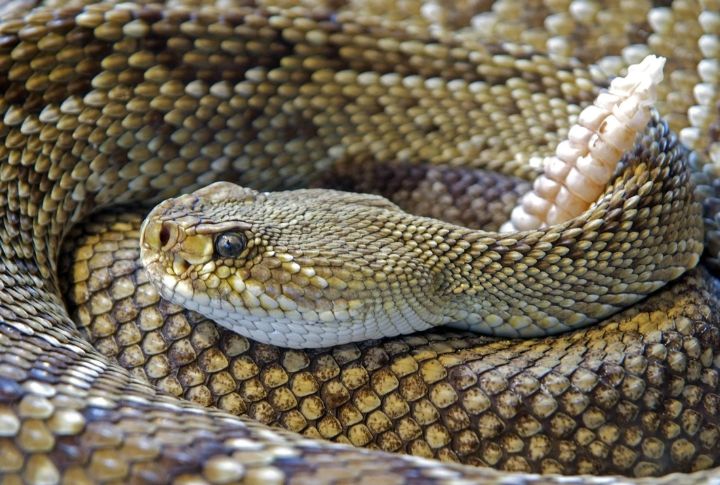Venomous Snakes