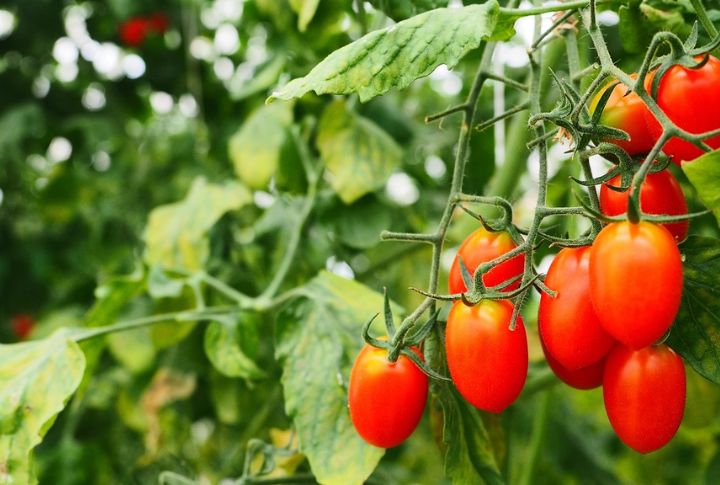 Tomato