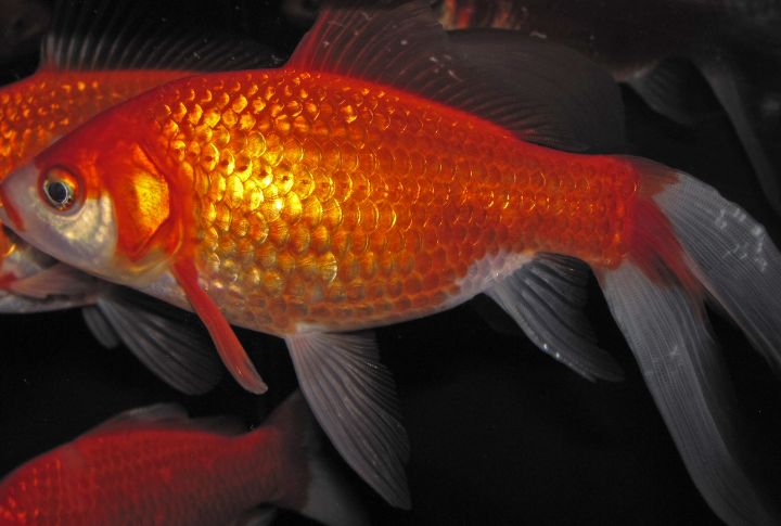 Goldfish Have A Memory Longer Than Three Seconds