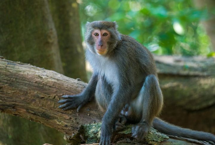 Monkeys