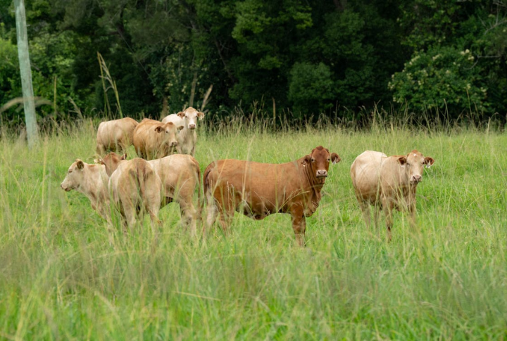 Attacks Livestock And Threatens Agriculture