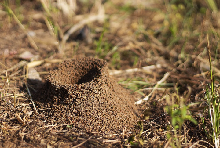 Building Colonies In Unusual Urban Locations