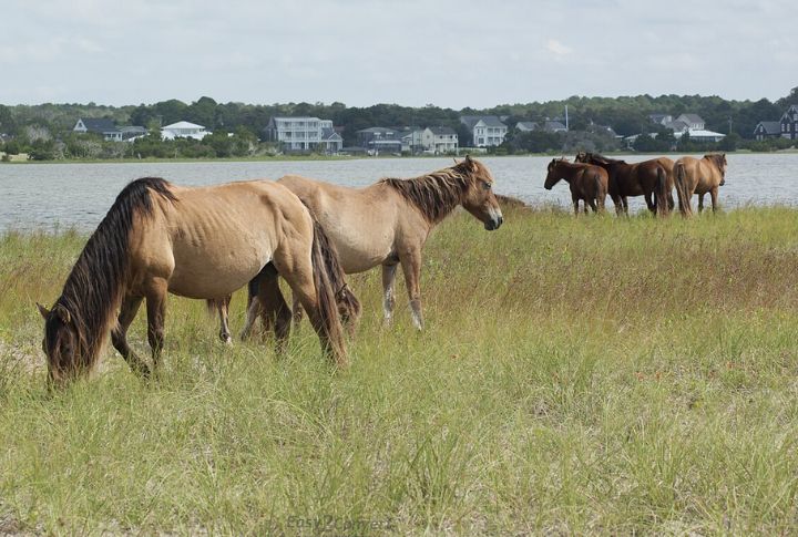 Beaufort