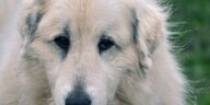 pyrenean mountain dog, patou, herding dog, guard dog, animal, head, nose, fur, portrait, herd protection dog, white, beige, shepherd dog, purebred dog, domestic animal, dog snout, pet, close up, face, view, dog, attentive, dog look, dog head, dog's nose, eyes