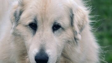 pyrenean mountain dog, patou, herding dog, guard dog, animal, head, nose, fur, portrait, herd protection dog, white, beige, shepherd dog, purebred dog, domestic animal, dog snout, pet, close up, face, view, dog, attentive, dog look, dog head, dog's nose, eyes