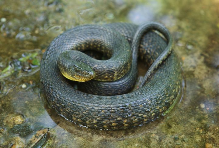 Mississippi Green Water Snake