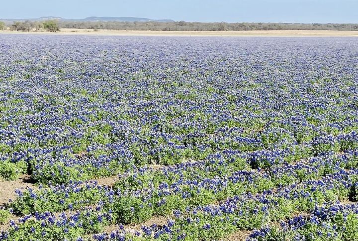 Wildflowers Paint The Town Every Spring