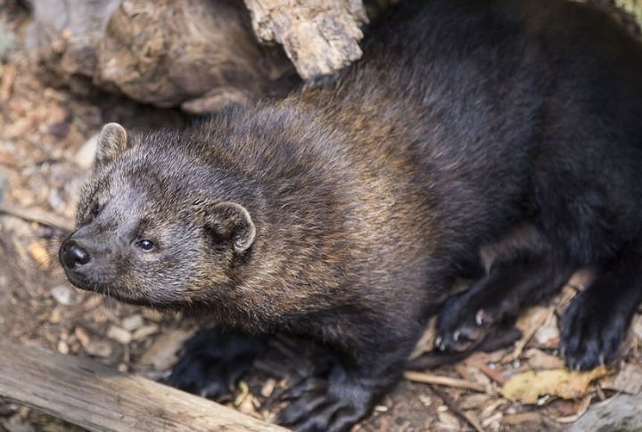 Fisher Cat