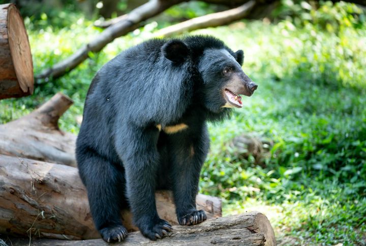 Bears