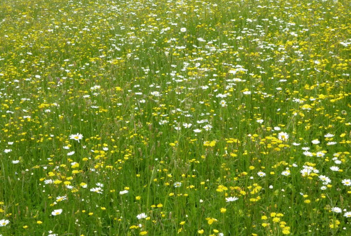 Jeopardizing Native Seed Dispersal Systems