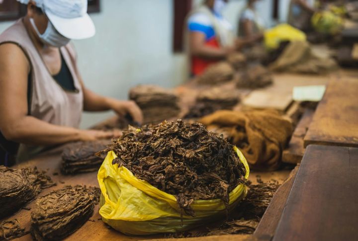 Tobacco