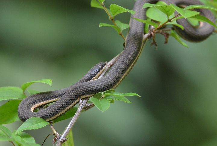 Queen Snake