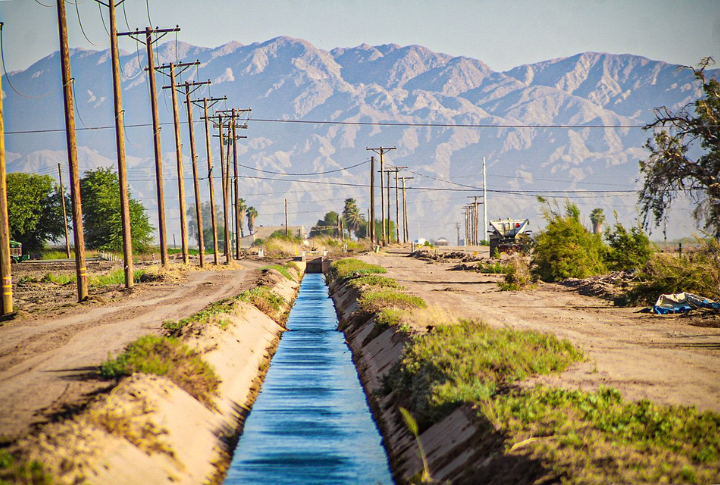 Desert Bloom And Imperial Canal