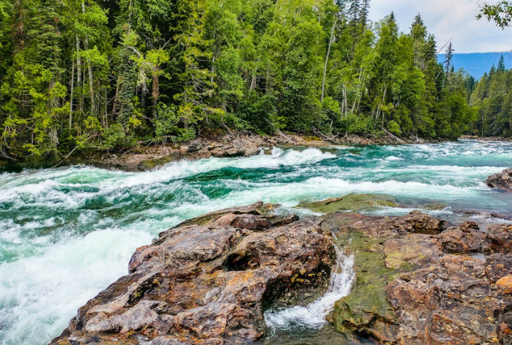 Spreading Unchecked Through River Corridors And Wetlands