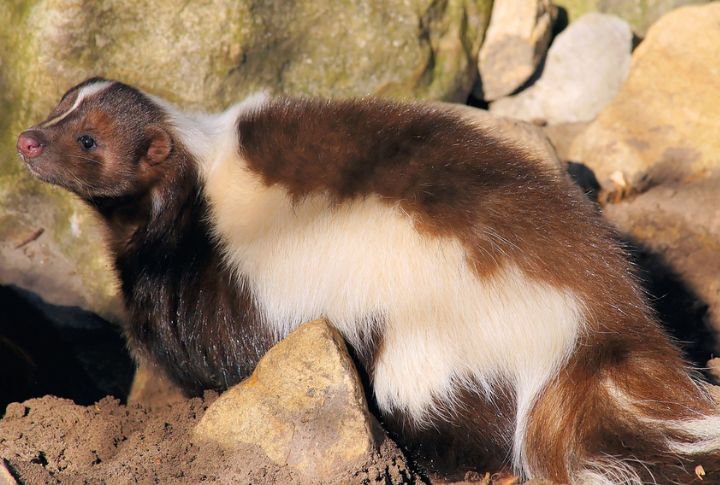 Skunk