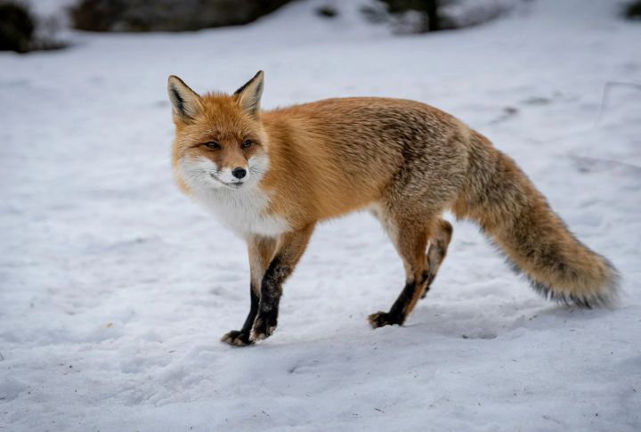 Foxes