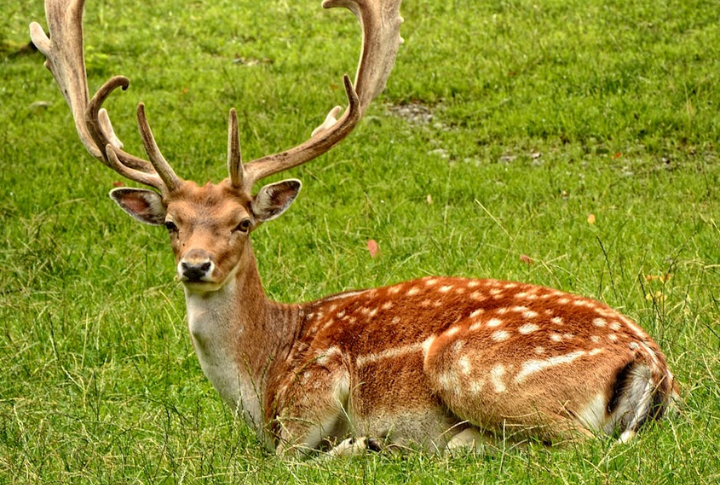 Threatens Wildlife And Ecosystem Balance
