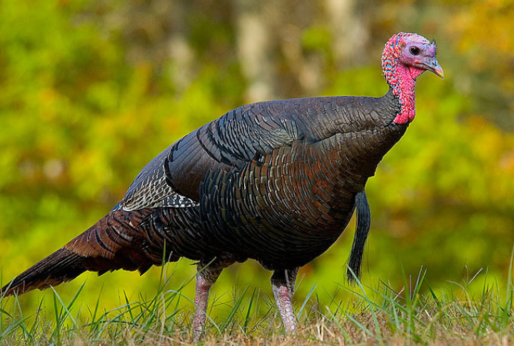Eastern Turkey In The Missouri Ozarks