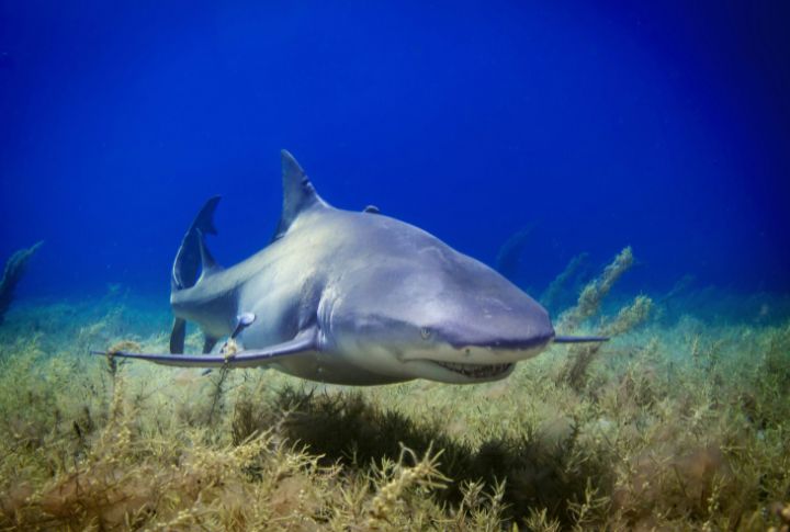 10 American Rivers Where Sharks Have Made Surprising Journeys Inland