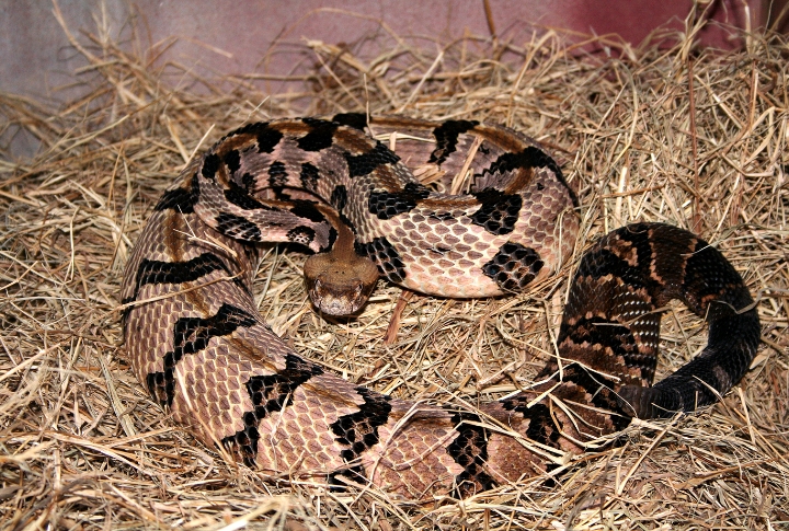 Arkansas: 307 Snakebites Per Year