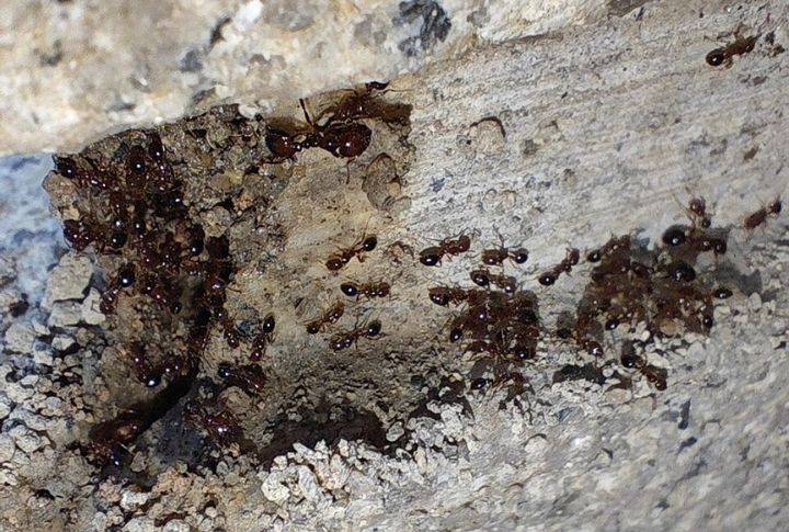 Maryland Faces Hidden Fire Ant Pockets