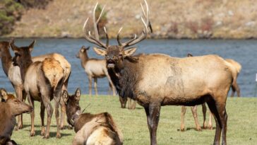 10 Wild Hunts That Make The Miles Worth It