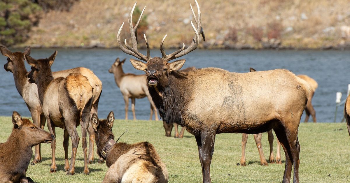 10 Wild Hunts That Make The Miles Worth It