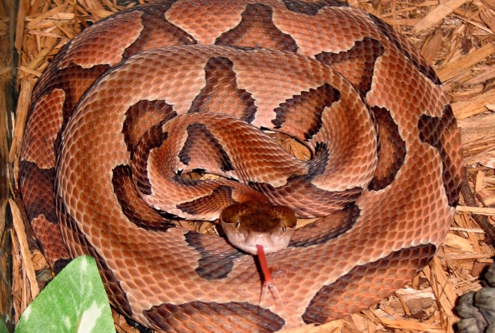 North Carolina: 856 Snakebites Per Year