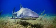 10 American Rivers Where Sharks Have Made Surprising Journeys Inland