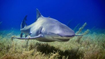 10 American Rivers Where Sharks Have Made Surprising Journeys Inland