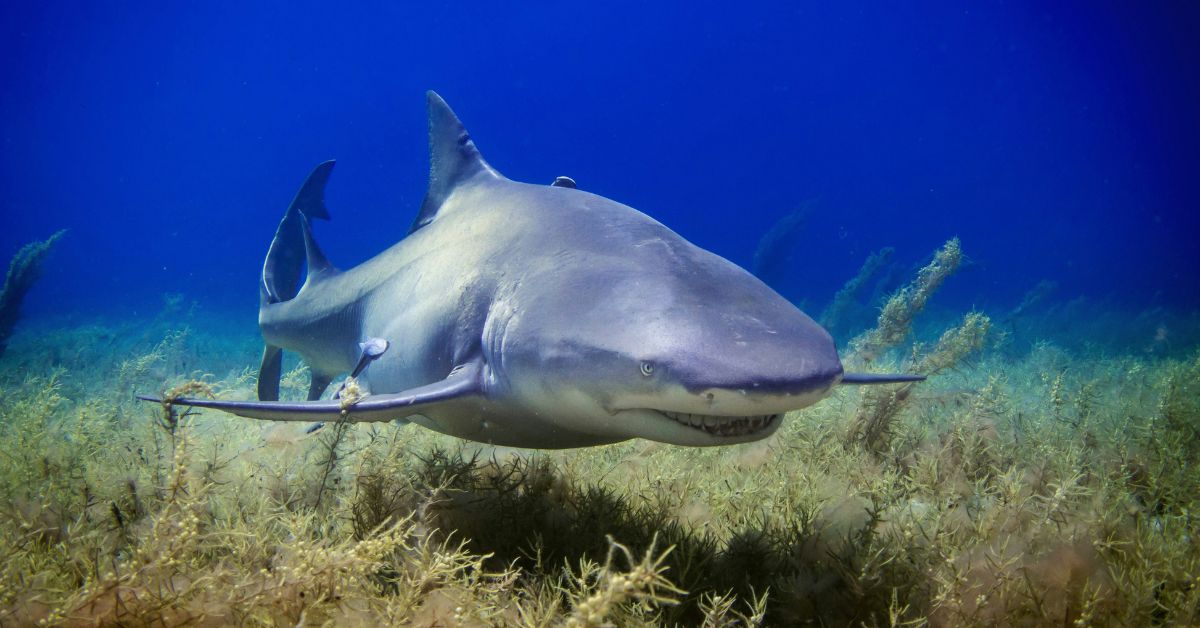 10 American Rivers Where Sharks Have Made Surprising Journeys Inland