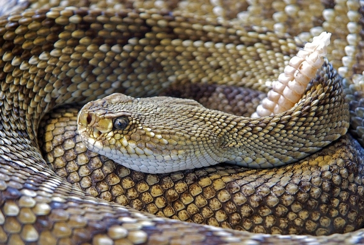 Misleading Rattlesnake Mimicry