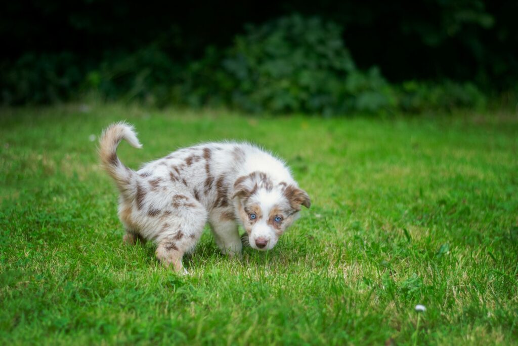 a brown and white dog walking across a lush green field
