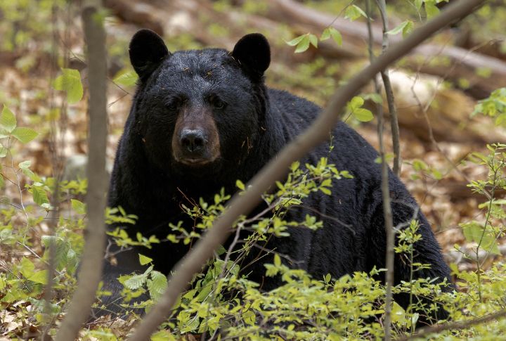 Beaver River’s Unique Wildlife And Ecosystem