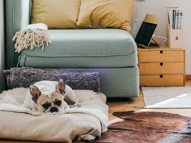 beige puppy lying on brown textile