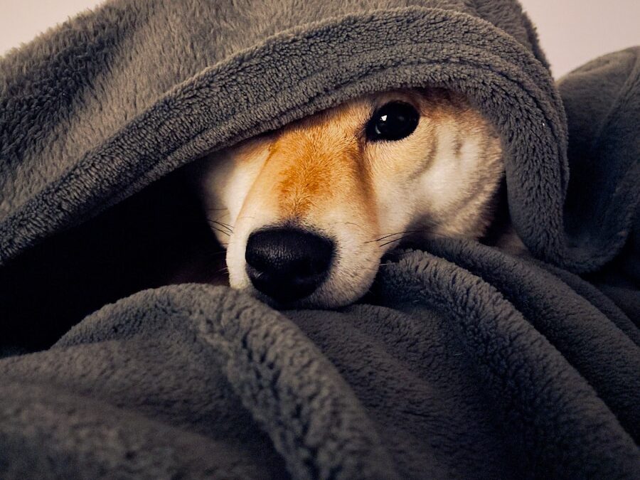a dog peeking out from under a blanket